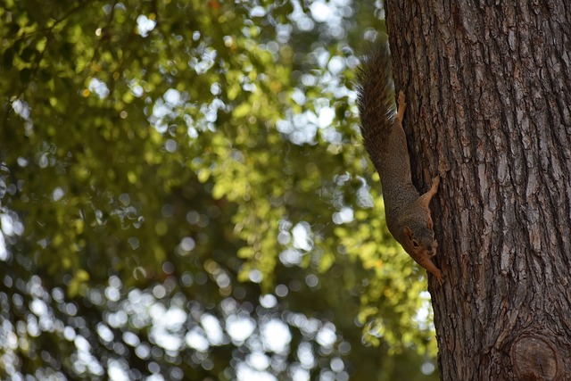 篮球盛宴 篮球盛宴